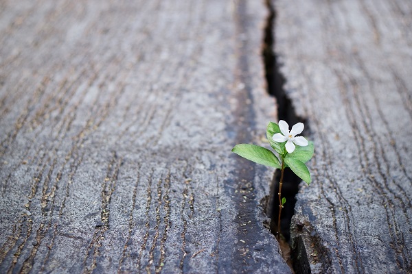 A small flower budding through a crack in a piece of dried wood.